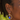 STUNNING Cobalt blue cHALCEDONY AND GOLD HOOP EARRINGS: BOLD Navy GEMSTONE HOOPS - Miel Jewelry